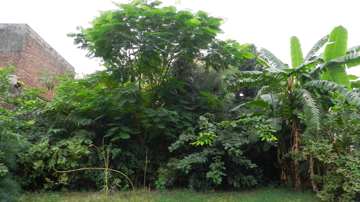 Backyard-Forest